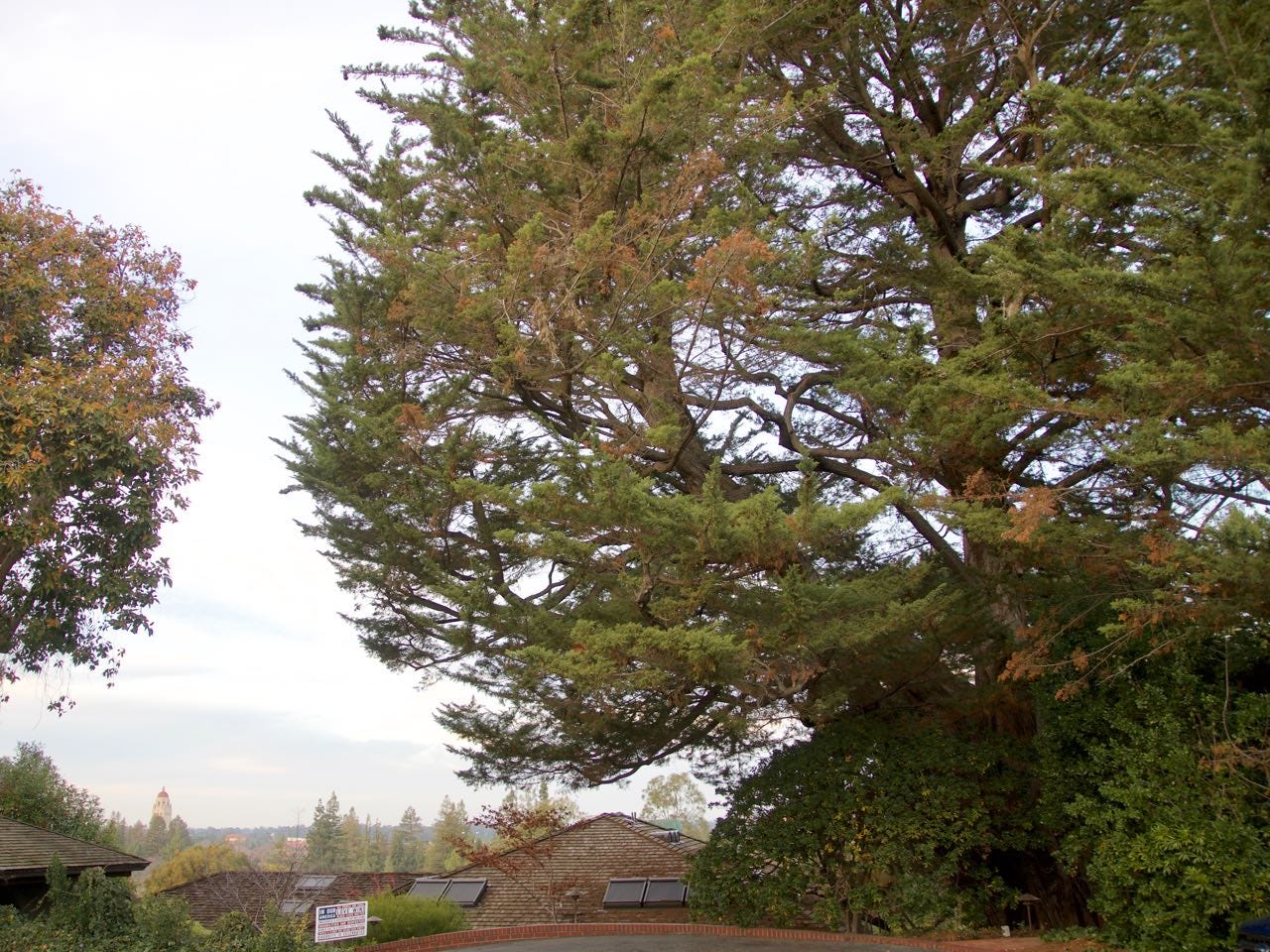 Monterey cypress overlooking Stanford's campus