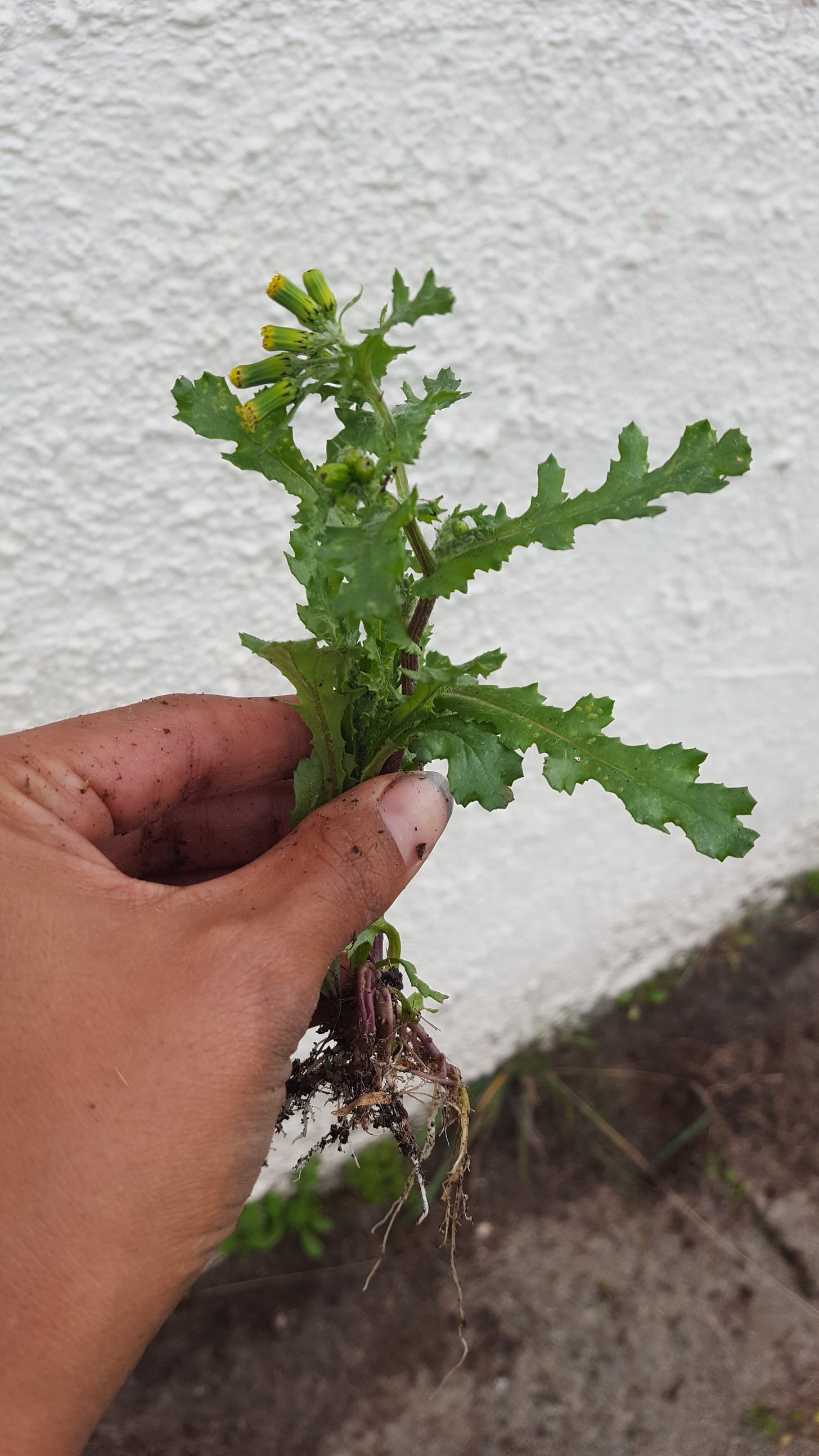 Person holding Groundsel weed (Senecio vulgaris) that has been pulled out of ground.