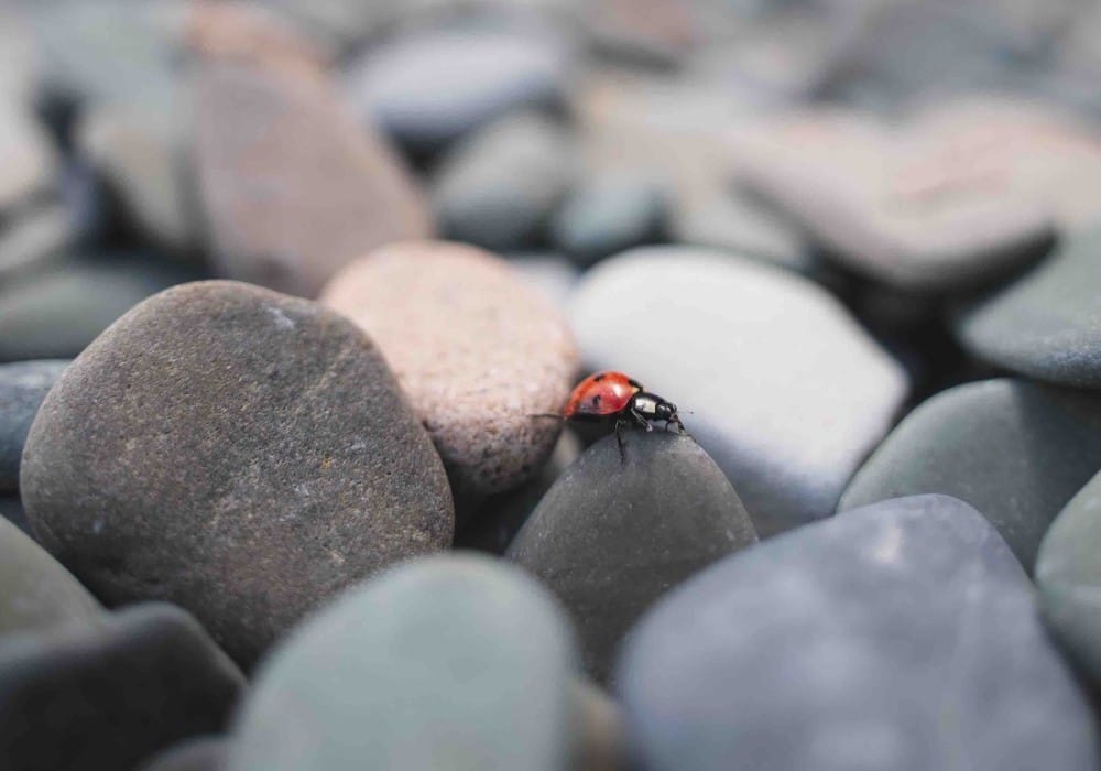 Red ladybug crawling over beach rocks Red ladybug crawling over beach rocks