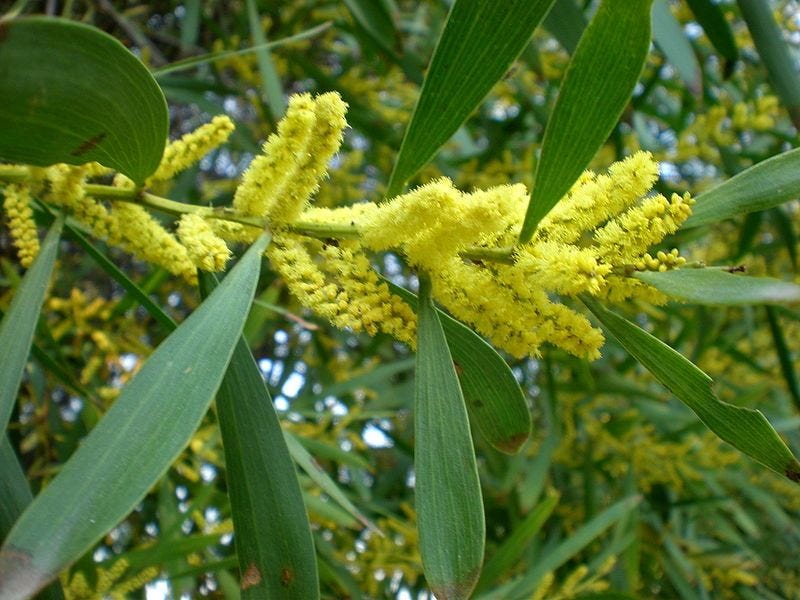 Acacia longifolia [leaves & flowers].jpeg