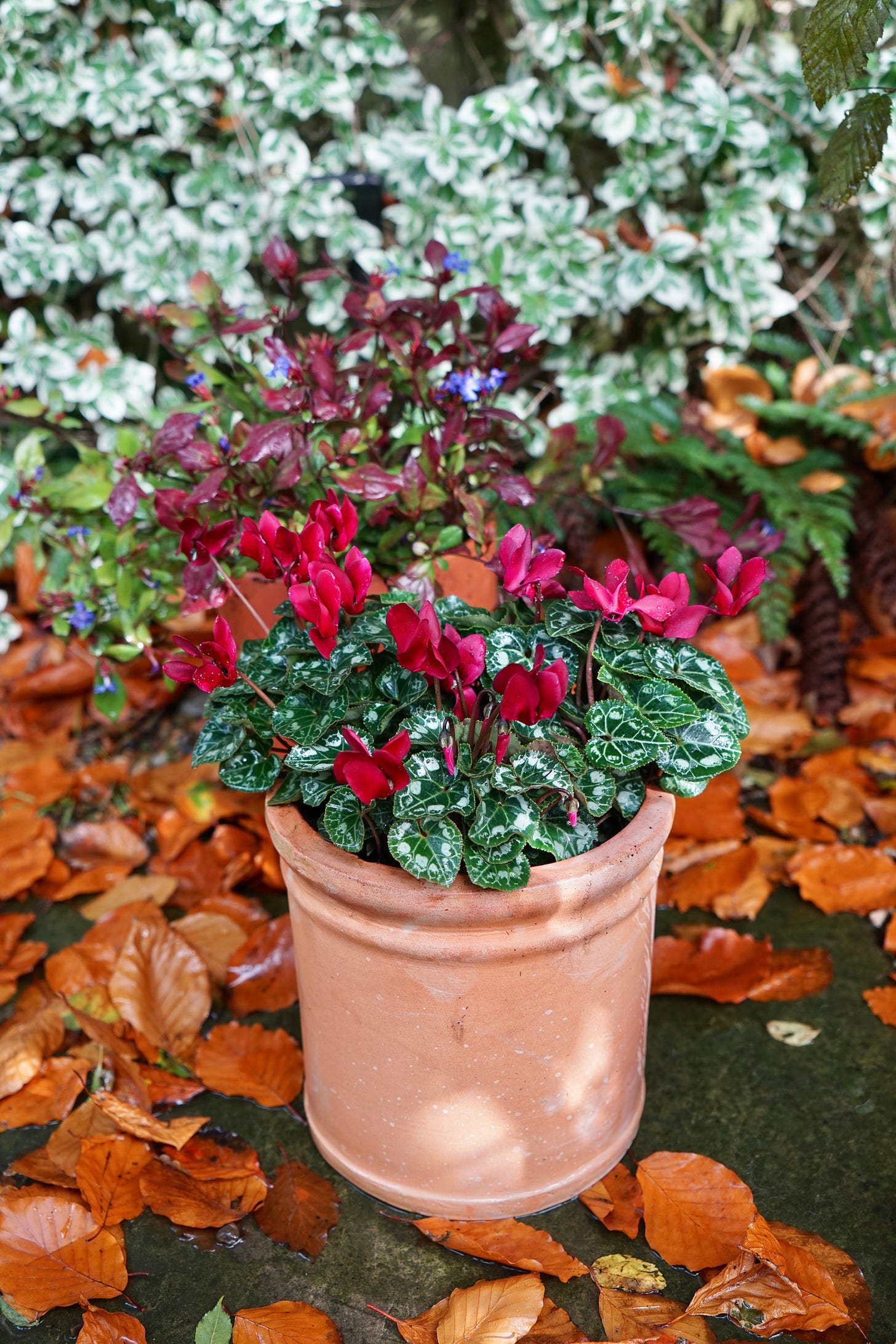 red flowers and green marbled leaves in a terracotta pot in a garden