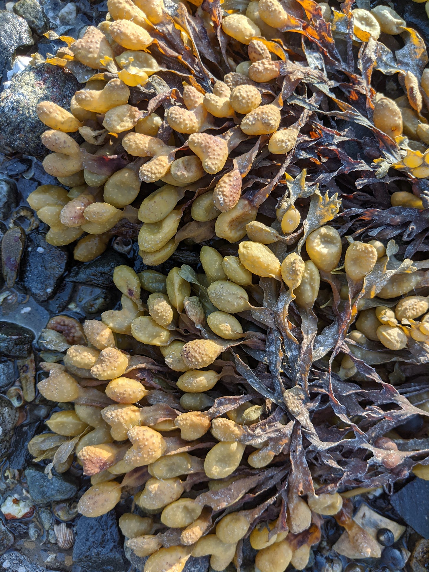 A zoomed-in photo of a yellow-green seaweed with large bulb-like pockets at the end.