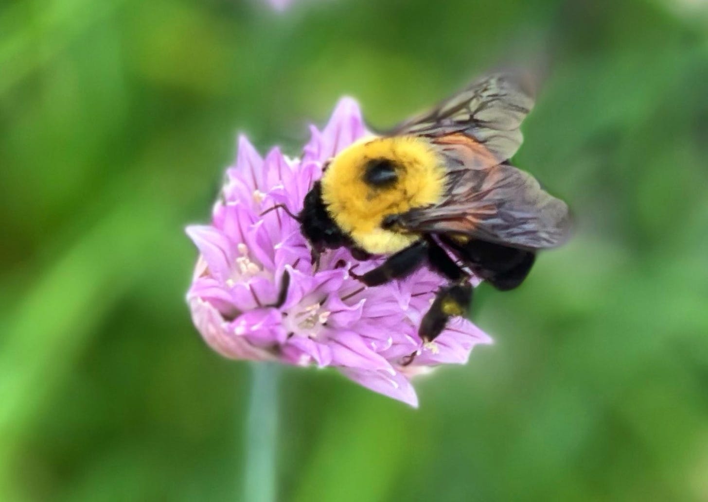 A bumblebee on a light purple flower