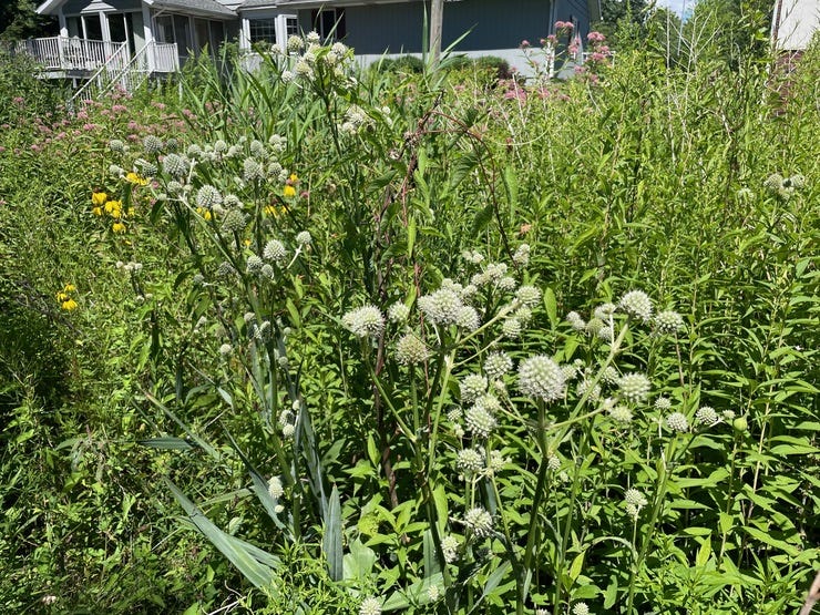 And of course, my fave: rattlesnake master