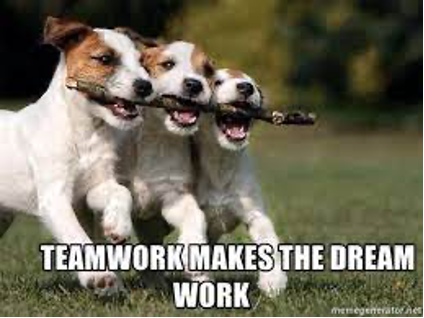 Dogs team building
