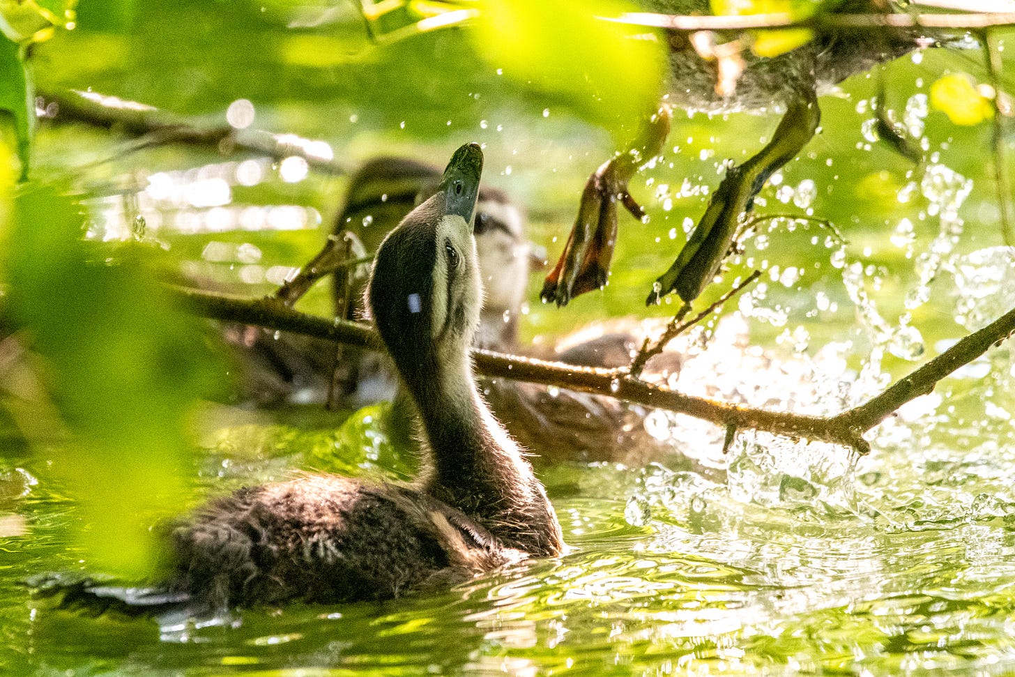 Wood ducklings swimming beneath the drooping branches of a mulberry tree, which one of them has just jumped up into, to pick fruit, and its legs dangle down while a companion duckling looks up