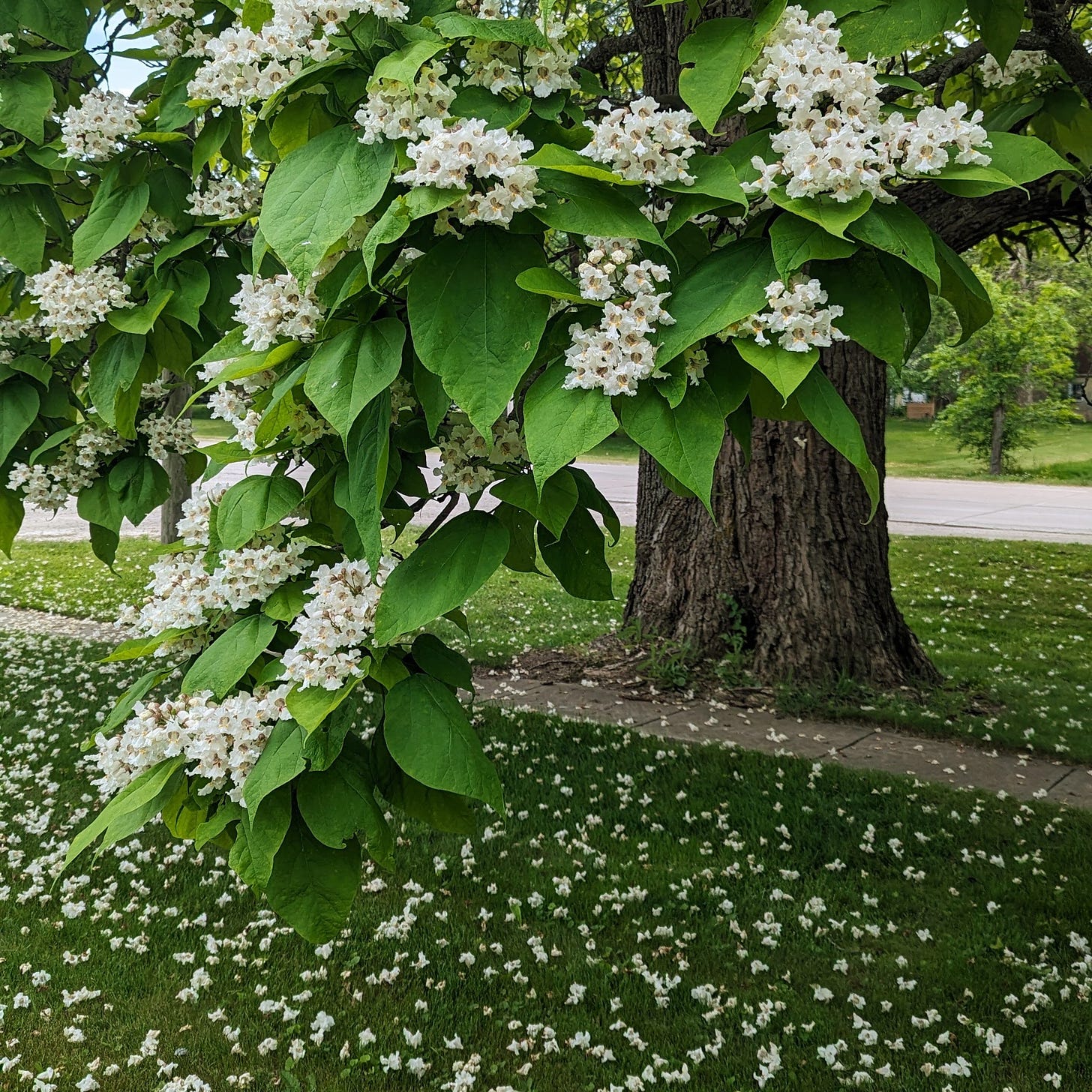 A catalpa tree with large heart-shaped leaves and white blossoms