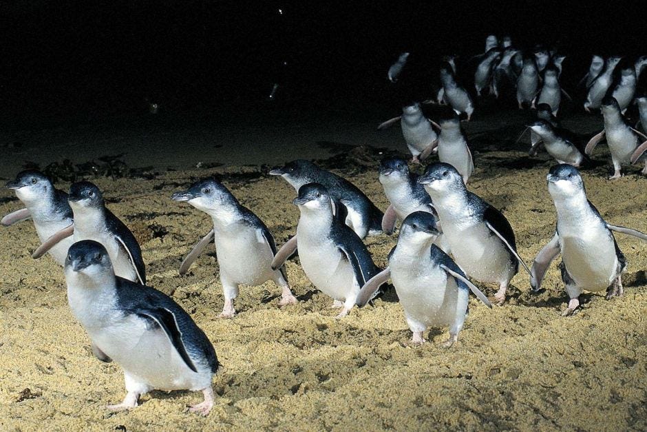 Phillip Island Penguins Victoria | Let's Go Motorhomes
