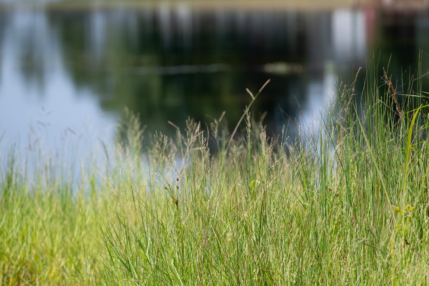 Lake grass with a refletion of the shore in the water behind the tall green grass