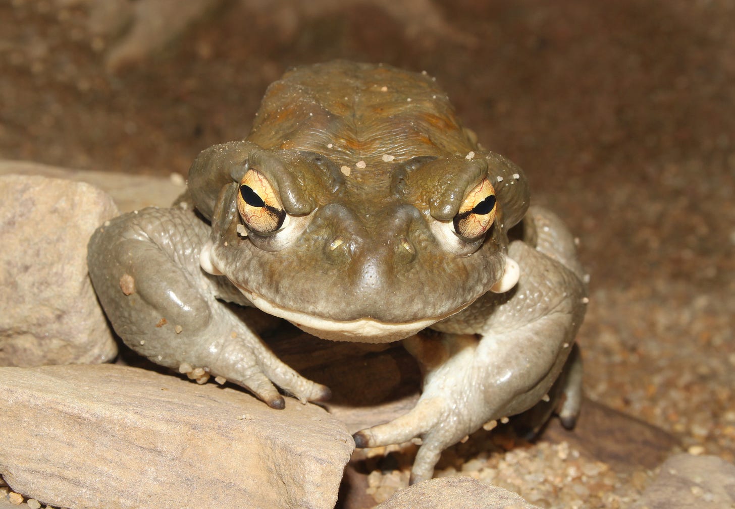 File:Bufo-alvarius-front.jpg - Wikimedia Commons