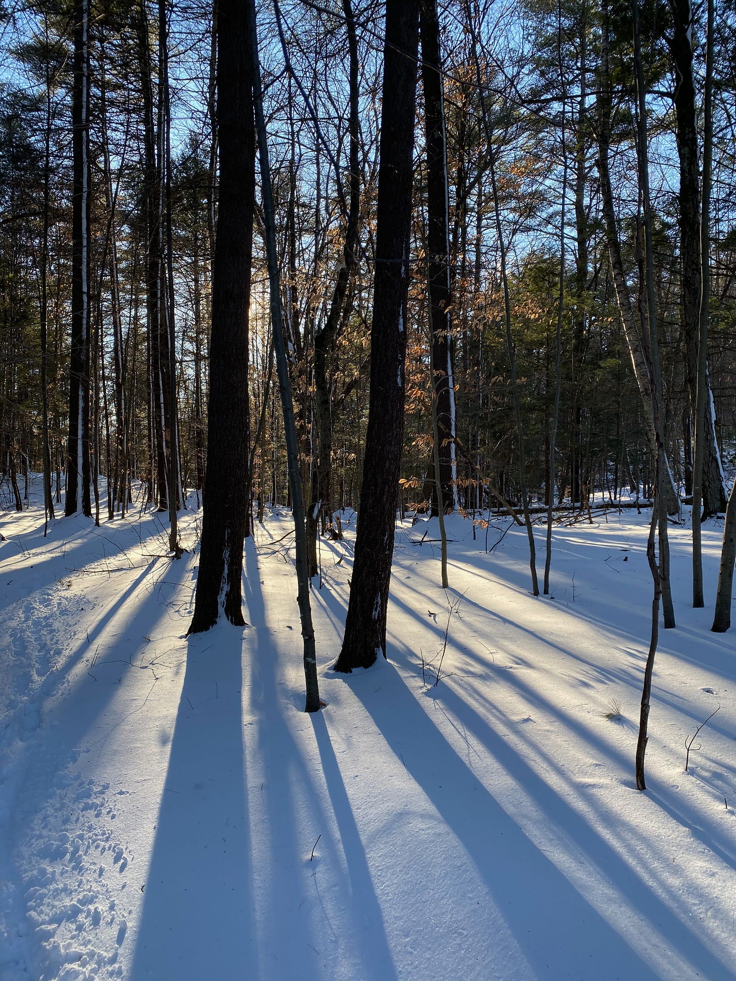 A forest in winter, the trees casting long blue shadows on the snow.