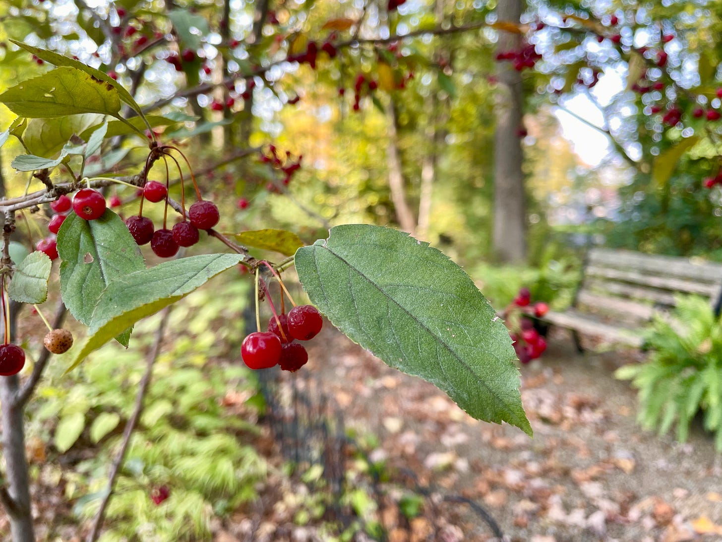 Sargent crabapple fruits at the end of the Lantern Walk.