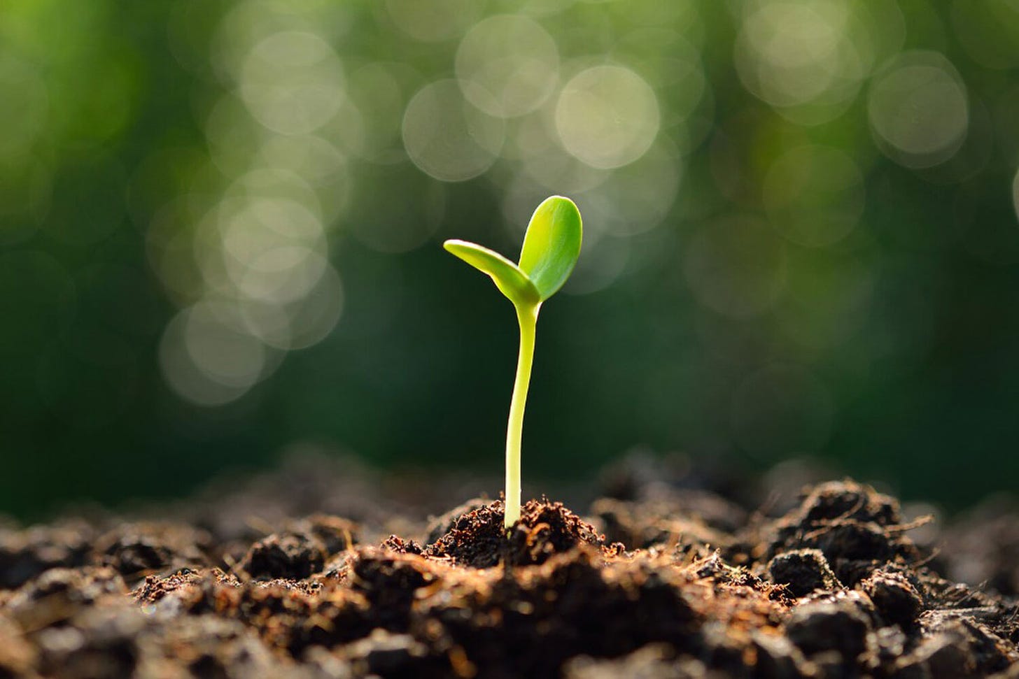 How to Start Seeds Indoors in 4 Easy Steps — Seattle's Favorite Garden  Store Since 1924 - Swansons Nursery