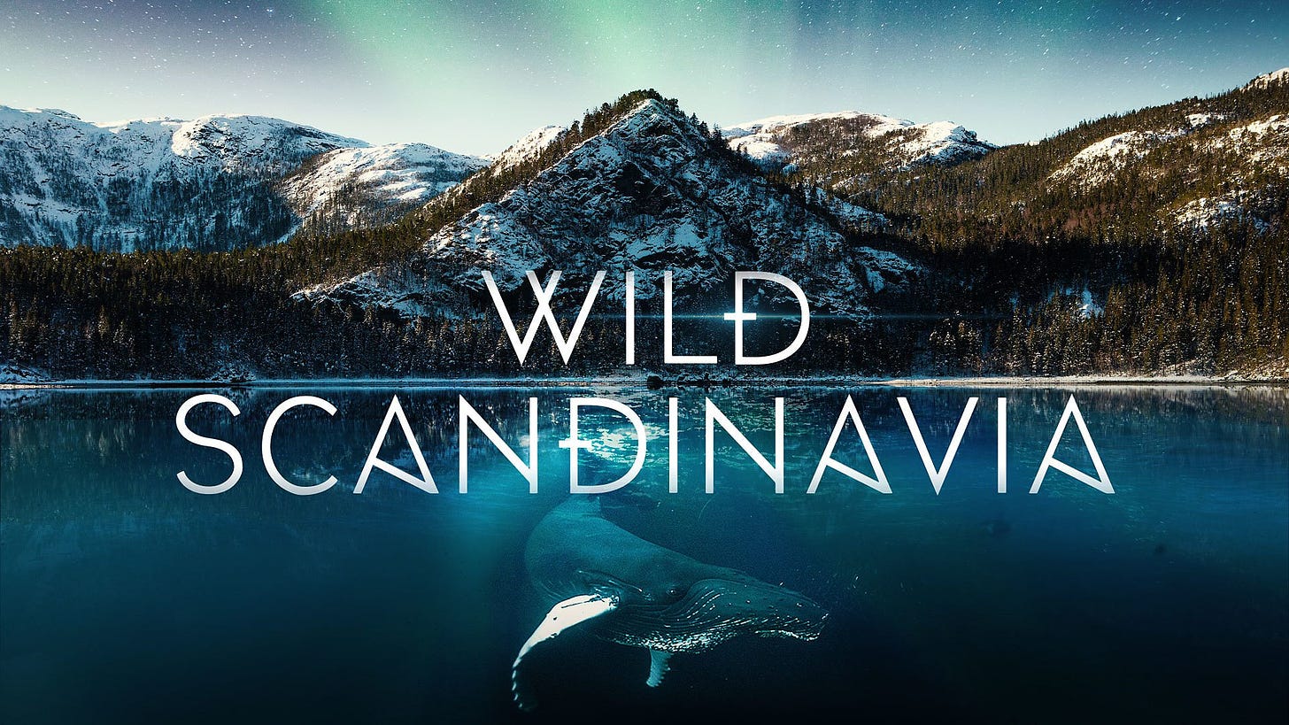 Promotional image for Wild Scandinavia--a photo collage of snow capped mountians, a frozen sea and a whale swimming beneath with northern lights in the sky