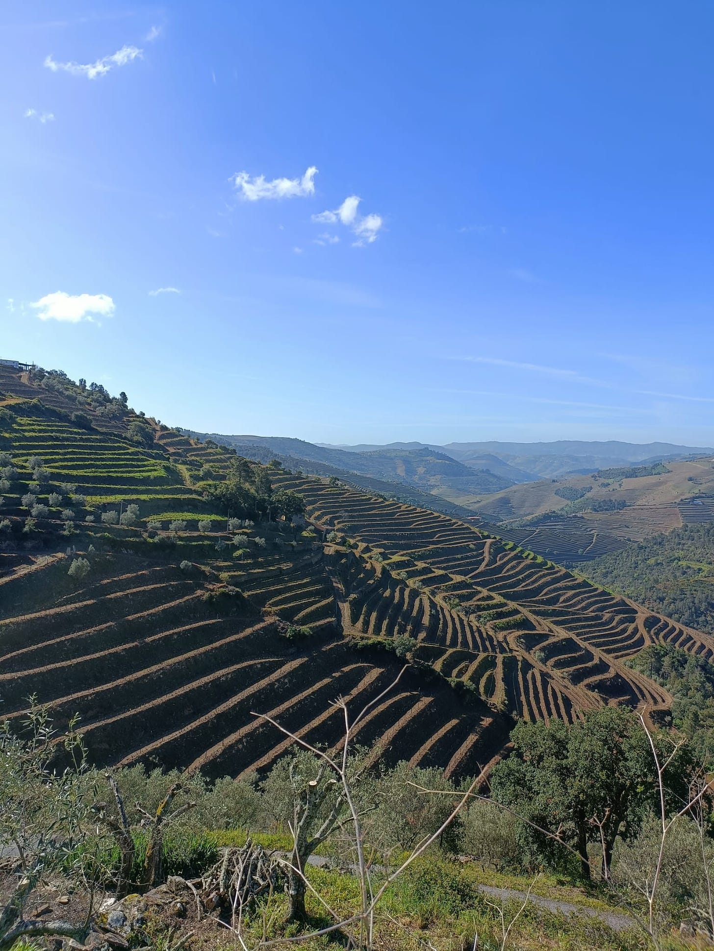 Dramatic terracing in the Douro valley, but all sprayed with herbicides.