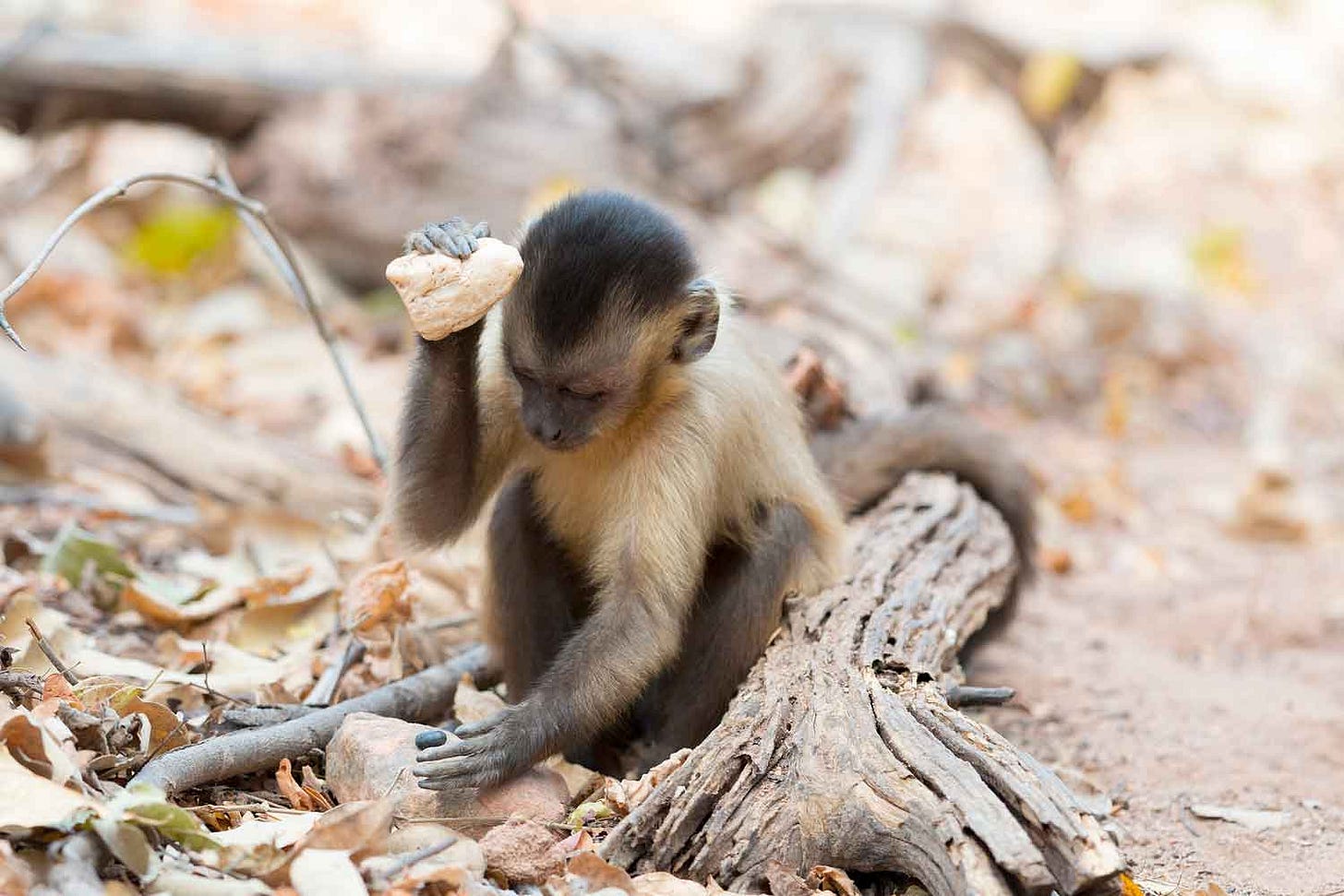 A small capuchin monkey is holding a rock with one hand and using the other hand to hold a seed on a stone on the ground A small capuchin monkey is holding a rock with one hand and using the other hand to hold a seed on a stone on the ground