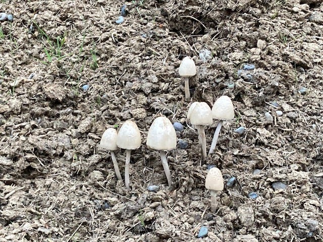 mushrooms growing in compost