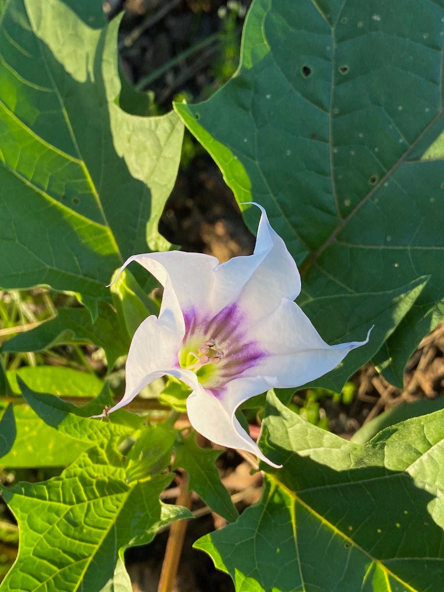 Flower of Datura stramonium