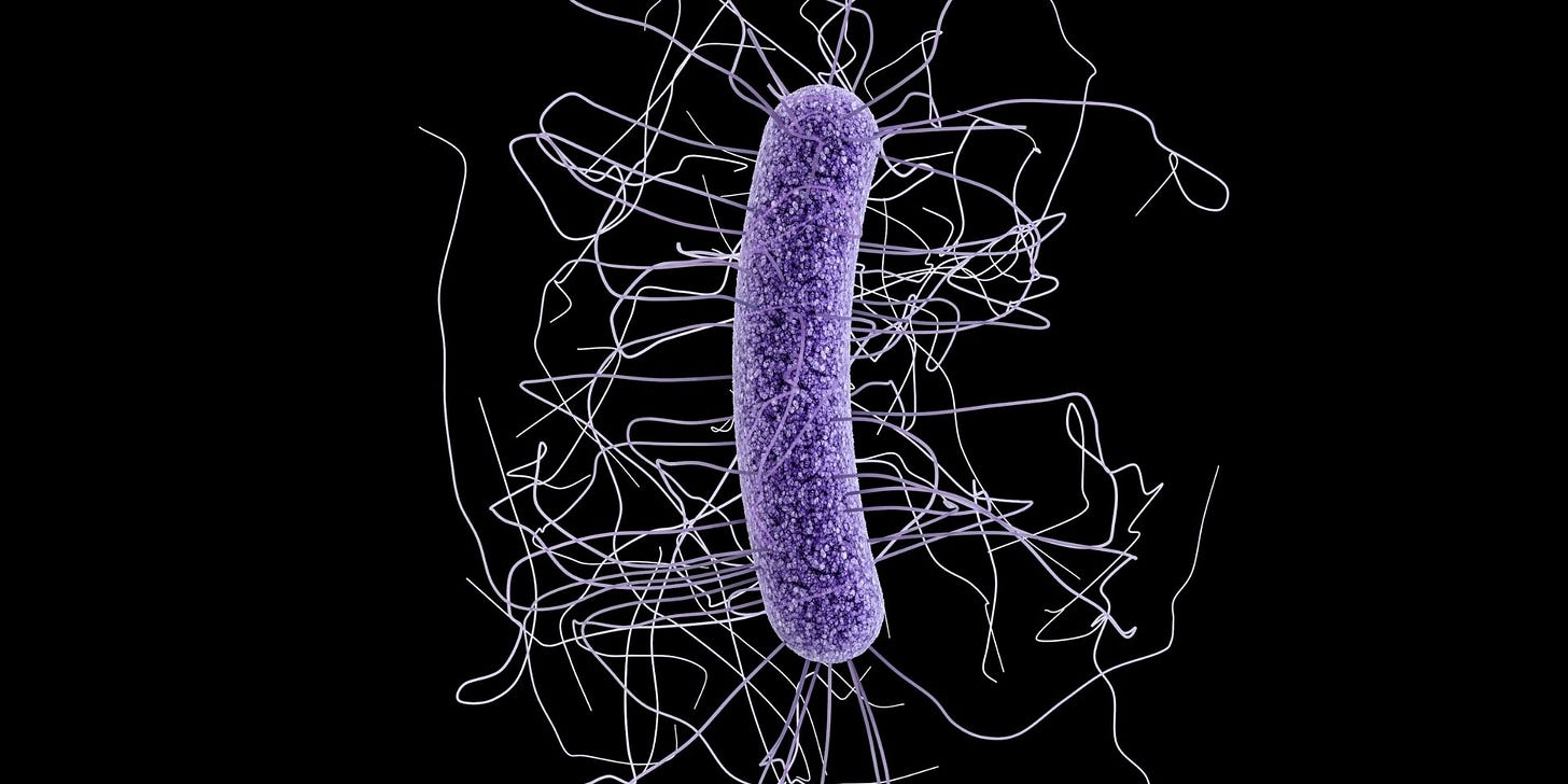 Microscopic image of c. diff bacterium Microscopic image of c. diff bacterium