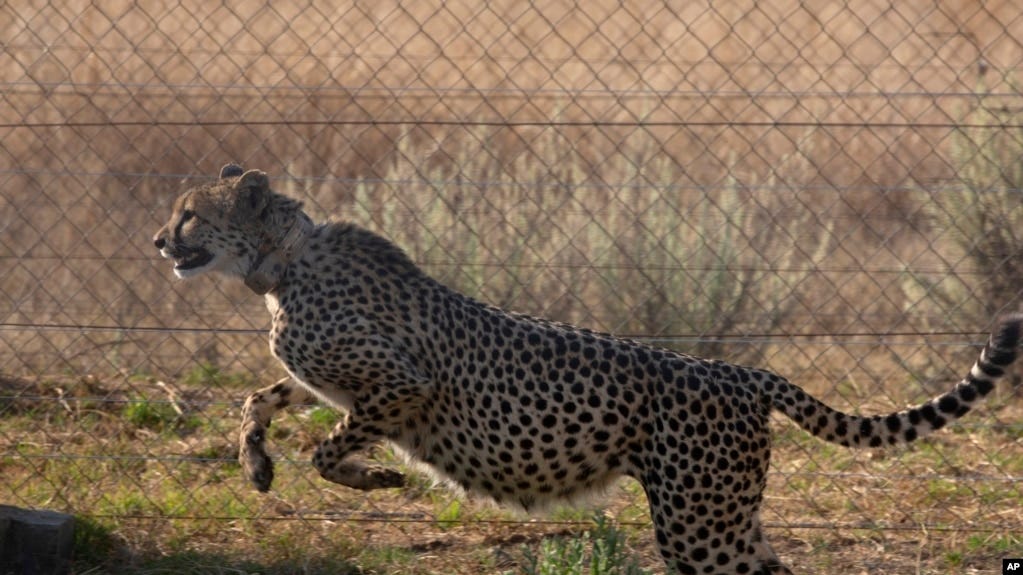 FILE - A cheetah jumps inside a quarantine section before being relocated to India, at a reserve near Bella Bella, South Africa, Sunday, Sept. 4, 2022.