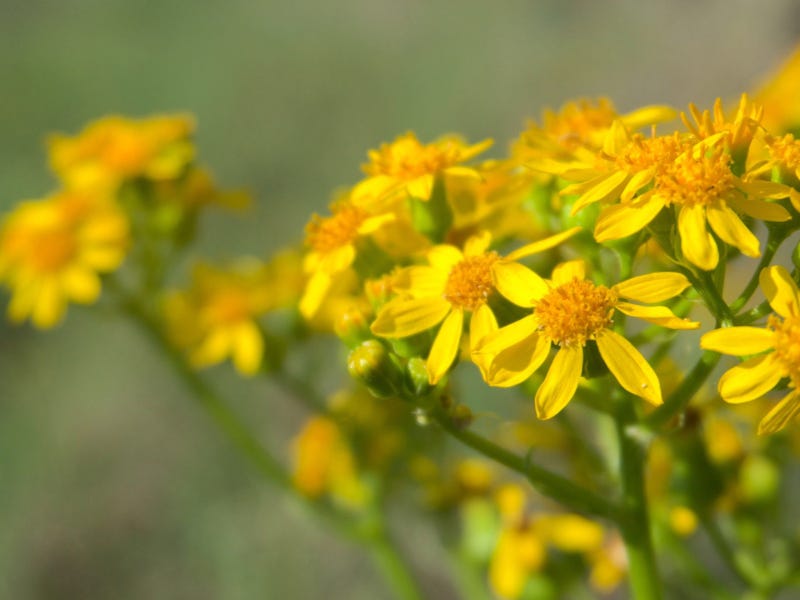Common ragwort by Mary Tase