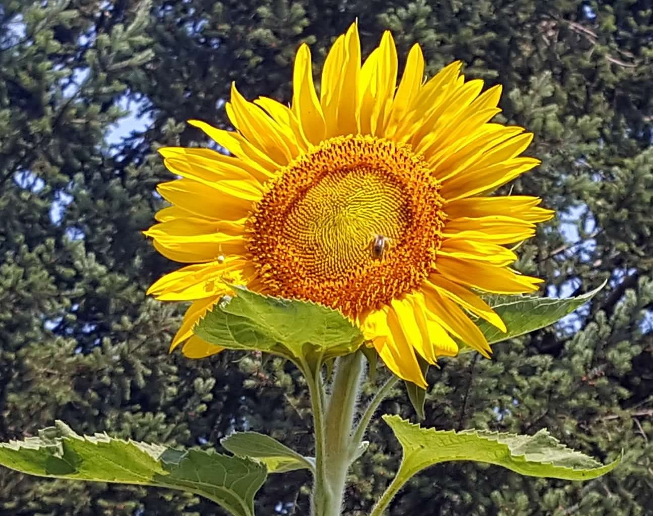 yellow sunflower with a bee in the middle