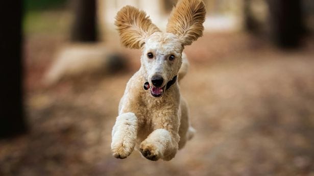 Close-up photo of a blonde poodle dog jumping in mid air, paws out in the front, ears up in the air and mouth open. It is running in a forest.