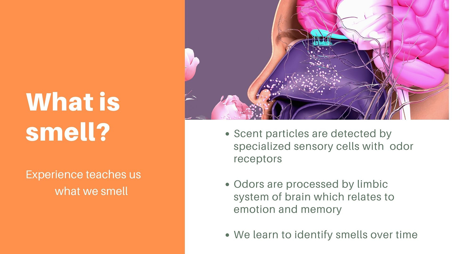 a schematic of a human inhaling scent particles showing the nasal cavity, sensory neurons and brain