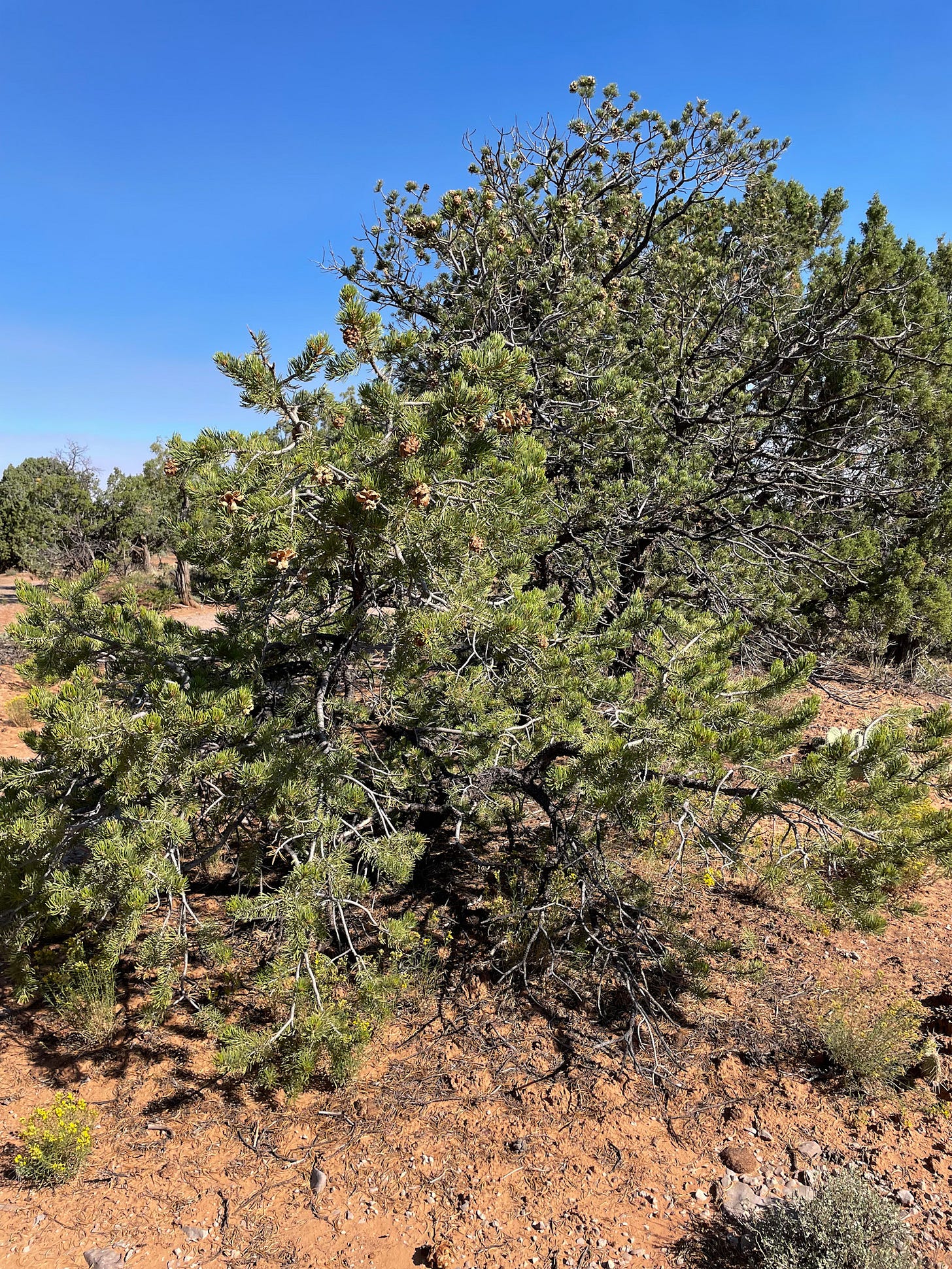 Pinyon pine in a pinyon-juniper forest