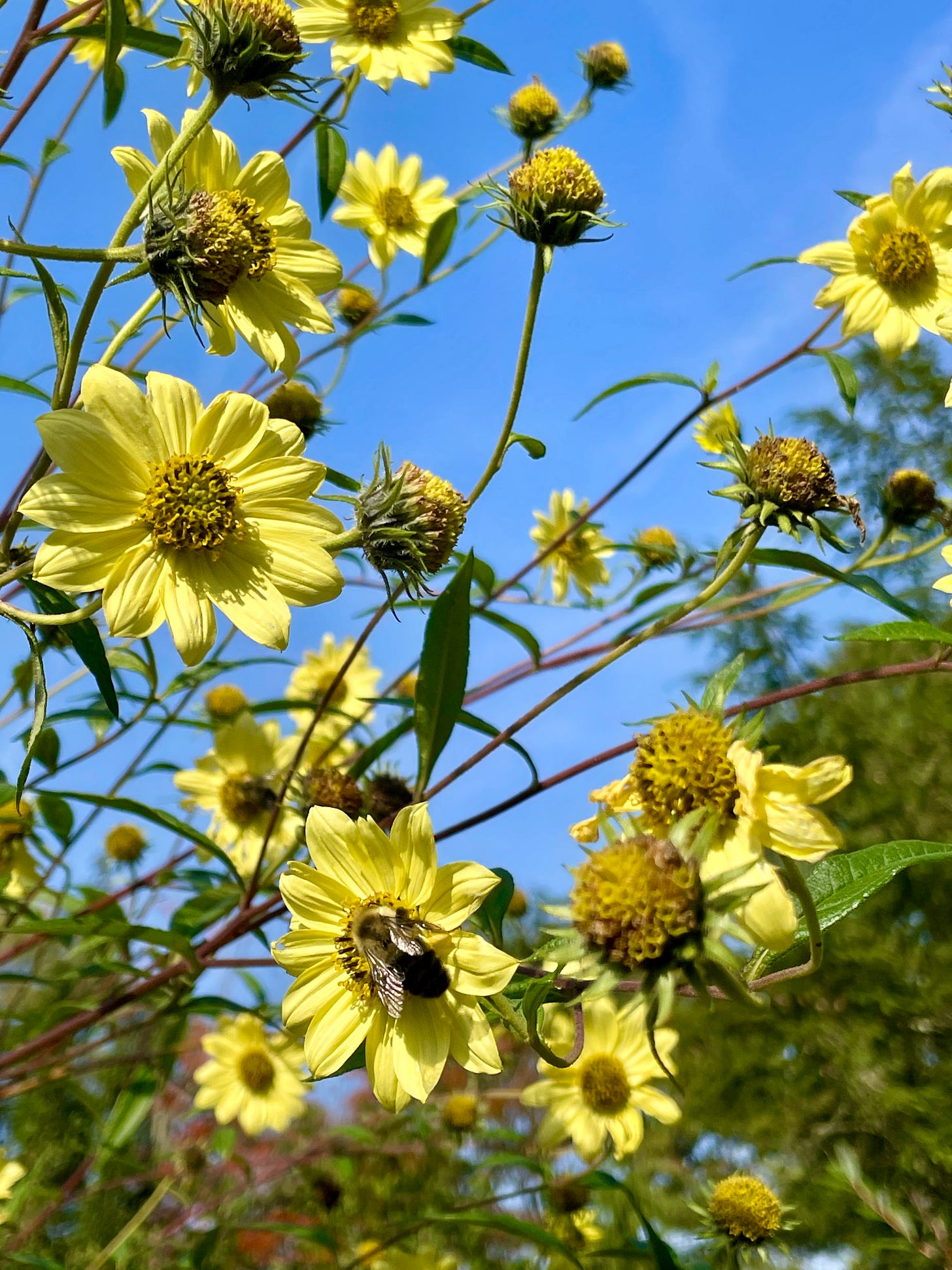 Helianthus 'Lemon Queen' is a bee magnet in the Long Border in October.