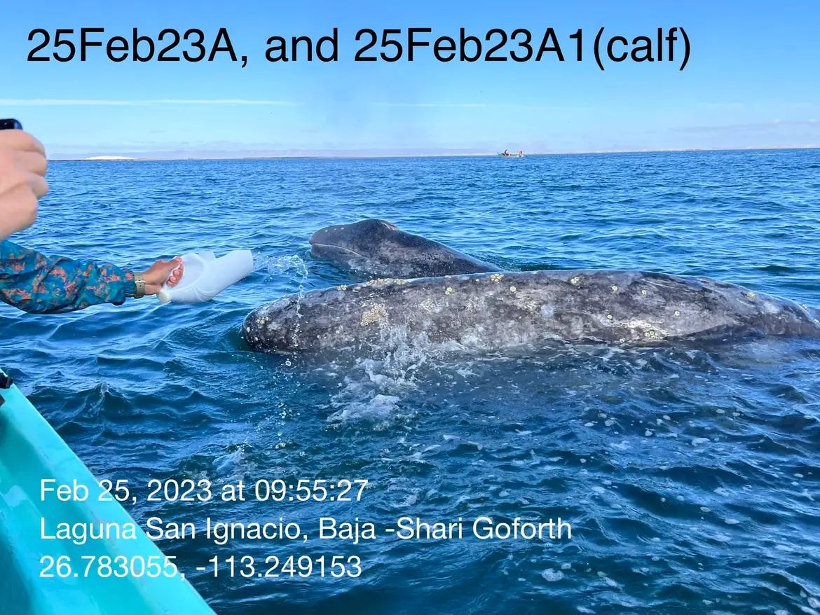 mother and calf gray whale