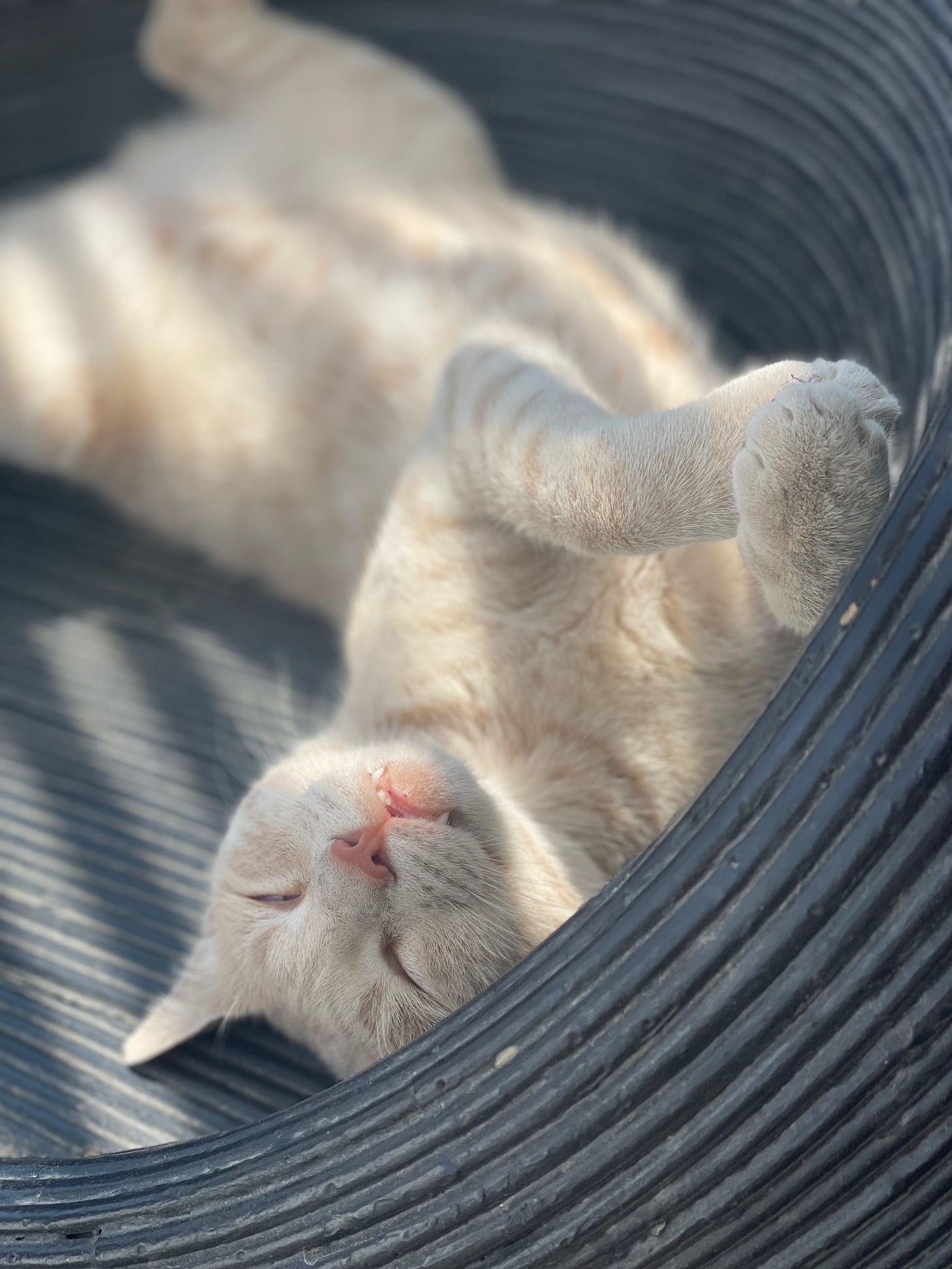 Orange and white striped kitten laying on back in wicker chair