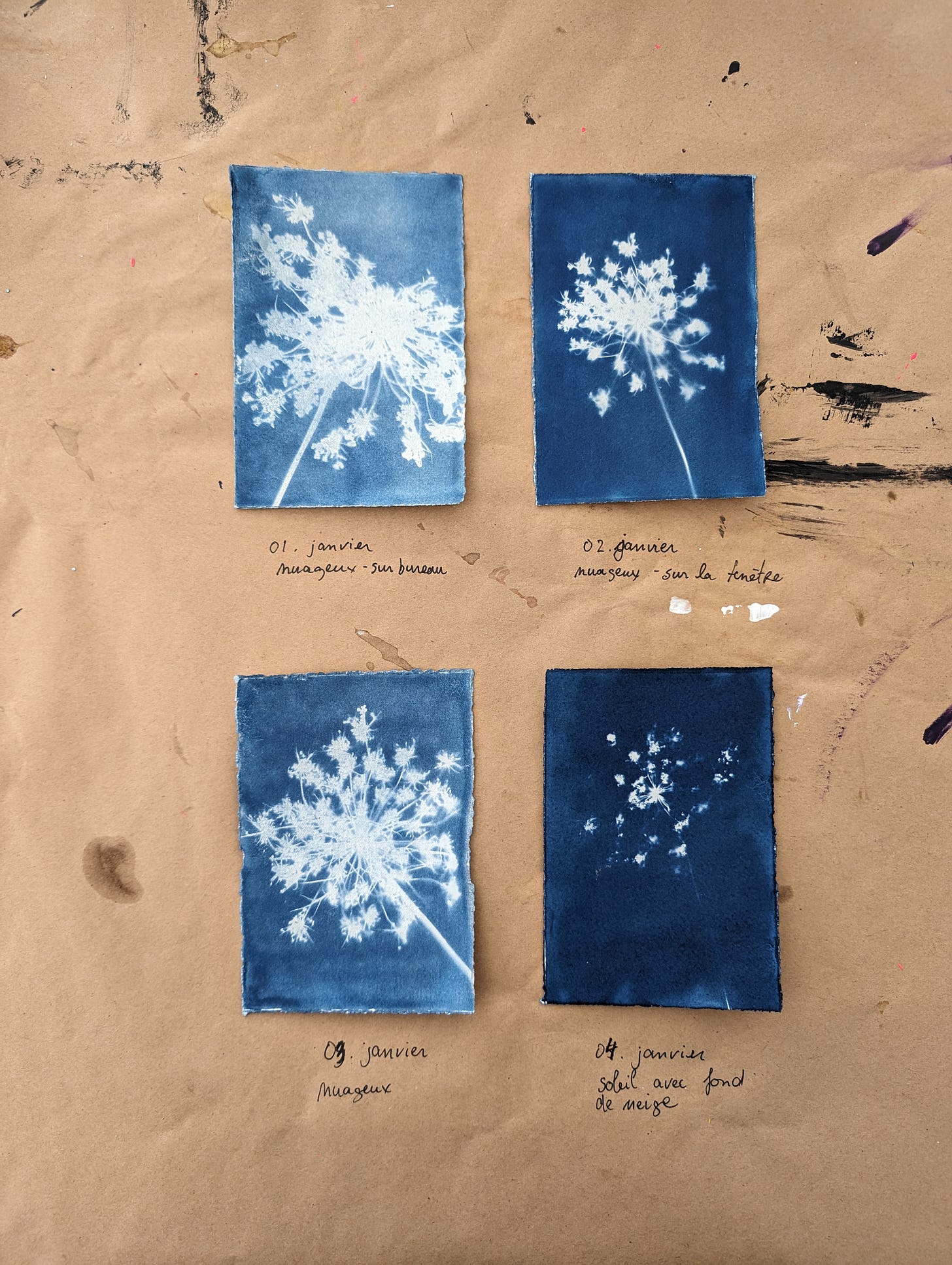 4 small cyanotypes on a kraft paper background