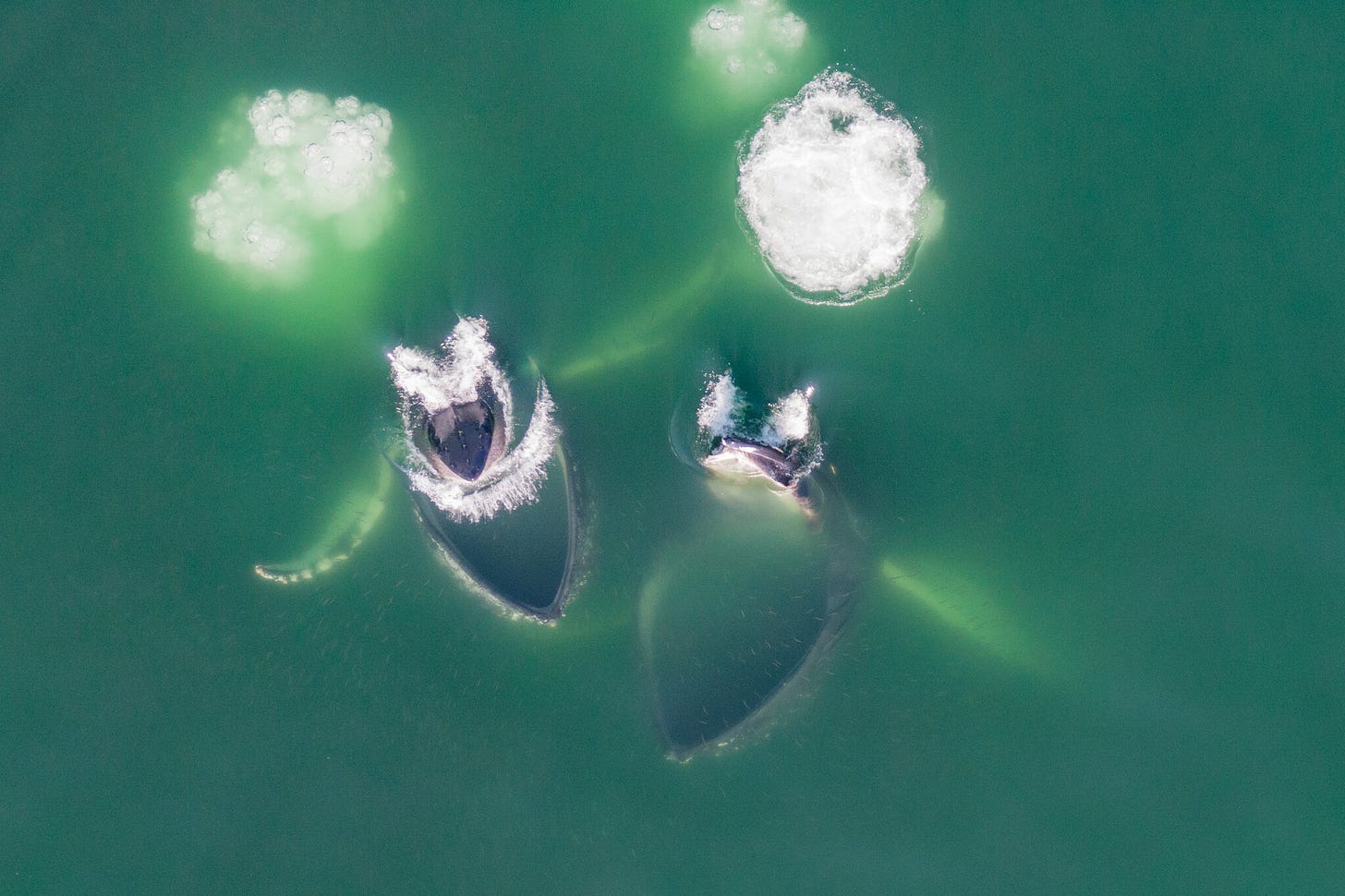 Whales, From Above - The New York Times