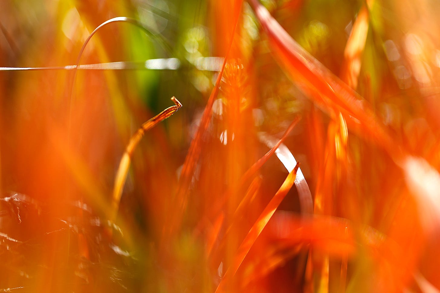 Flames flicker as bog asphodel (Narthecium ossifragum) leaves turn from green to bright orange