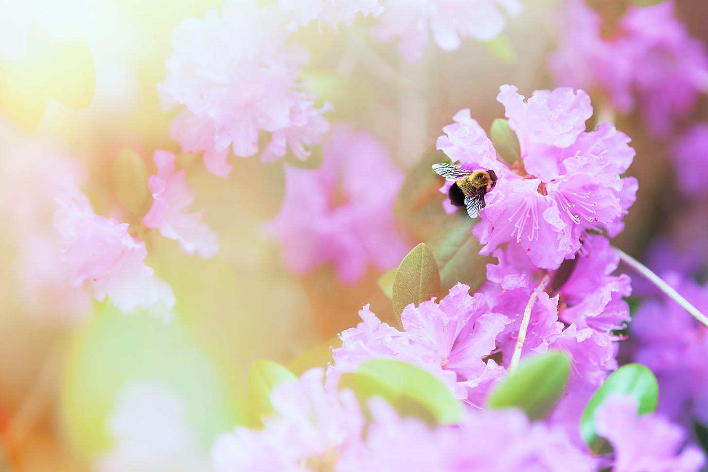 honeybee on a pink flower