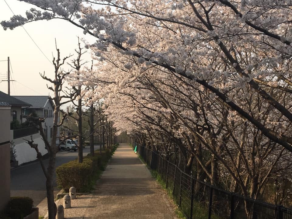 Pink cherry blossom trees hang over the road. 