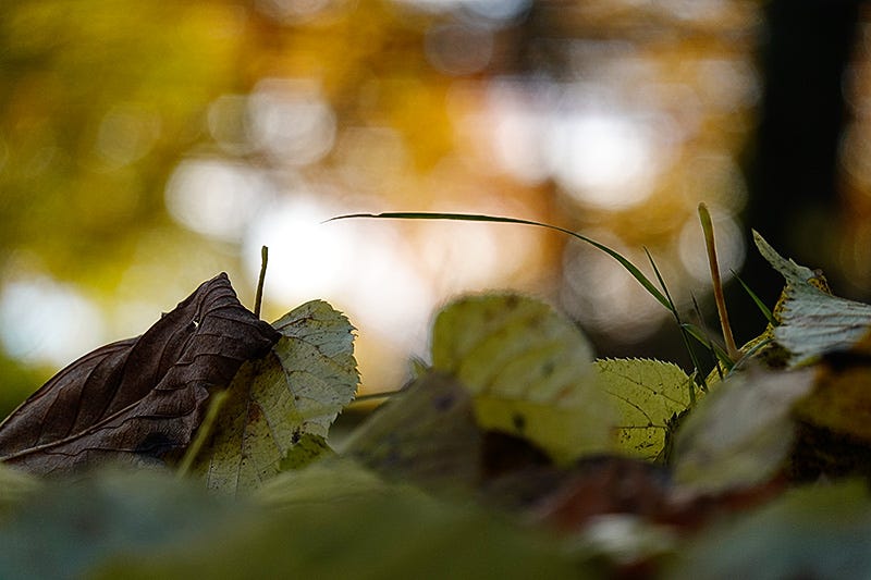 Close up view of lime leaves on woodland floor in Autumn
