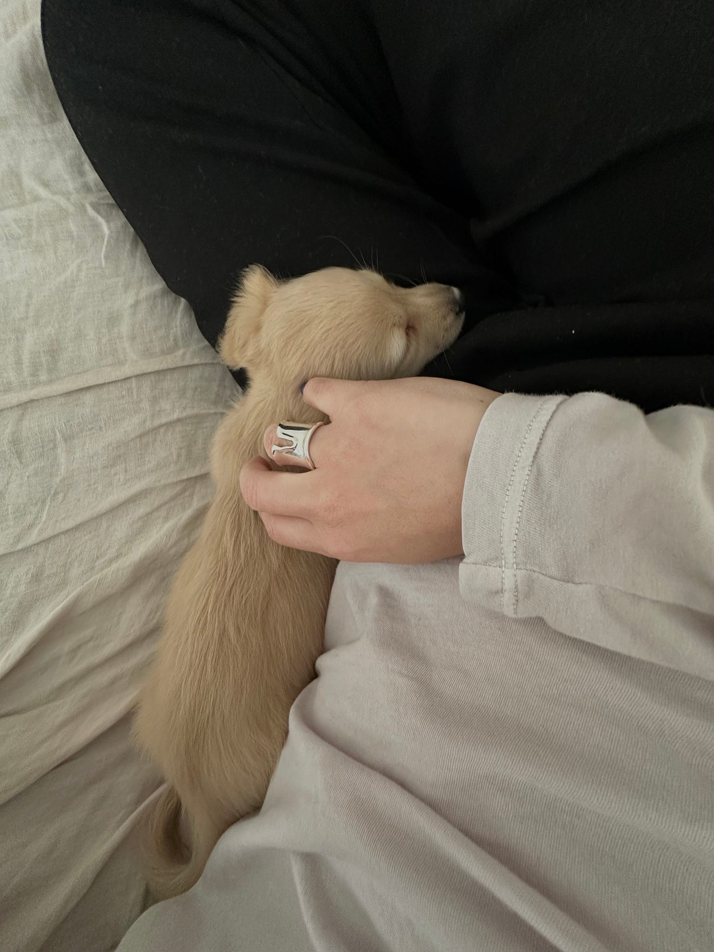 tiffany elsa peretti split ring