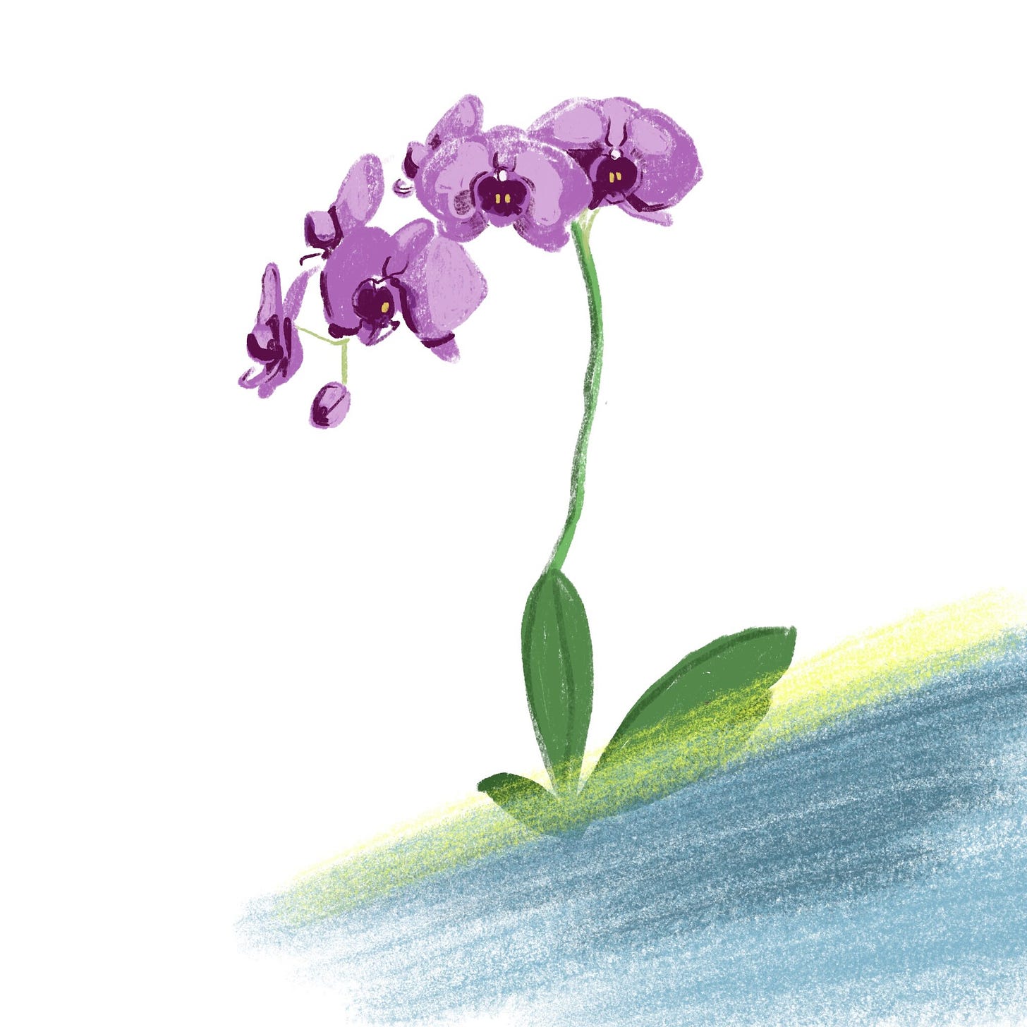 Orchid drawing is hard!