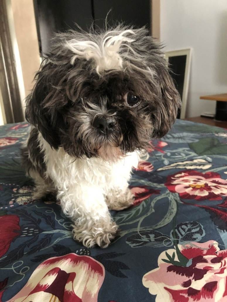A dog sitting on a table

AI-generated content may be incorrect.