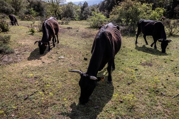 relates to Extreme Drought Is Wreaking Havoc on Daily Life in Spain