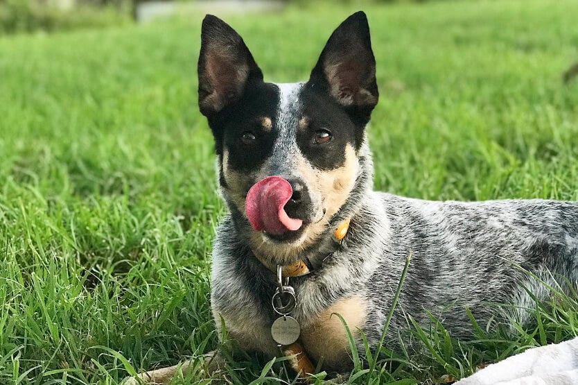 Scout the blue heeler relaxing in the grass at Highlands Viera West apartments in Florida