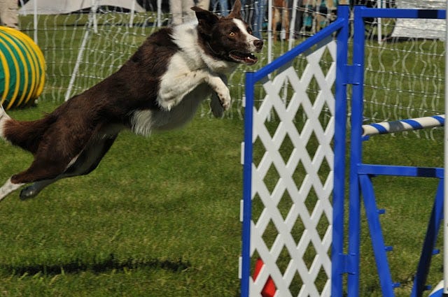 Dog taking jump