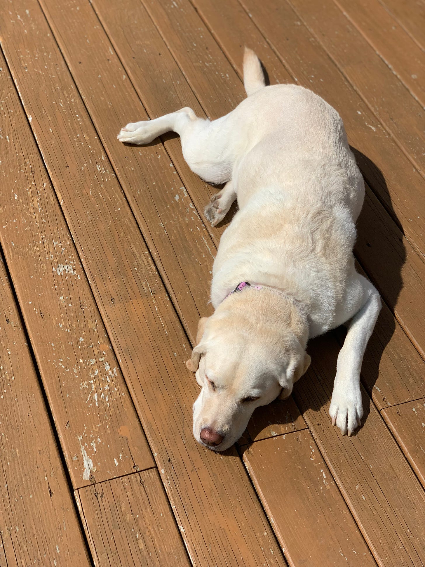 A yellow Labrador retriever lays down on a brown wooden deck. 