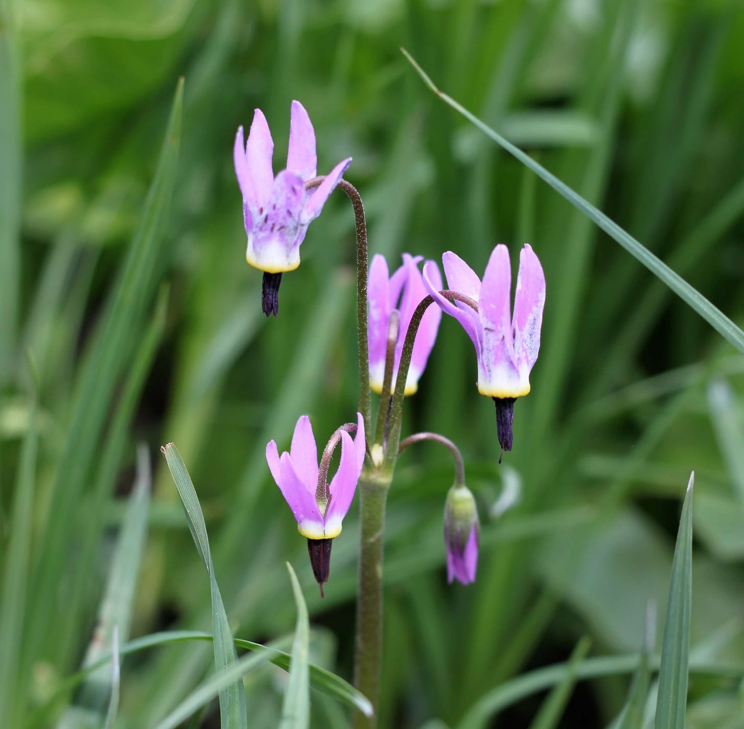 a stem of purple shooting star wildflowers