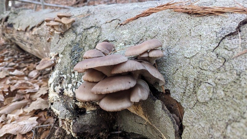 Oyster mushrooms growing on a birch log