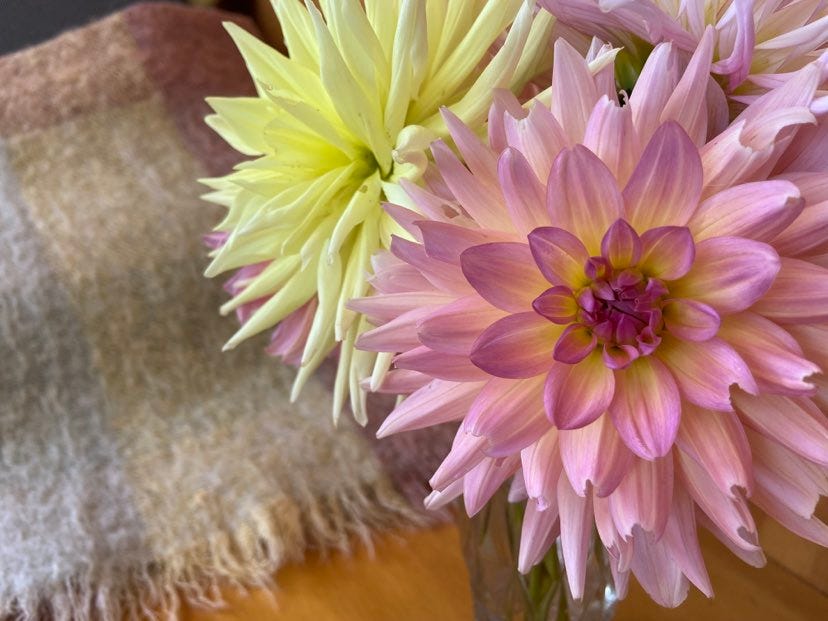 Close up of pink and yellow dahlia flowers with a vintage super soft looking mohair blanket in the same colours is visible, slightly out of focus, in the background. 