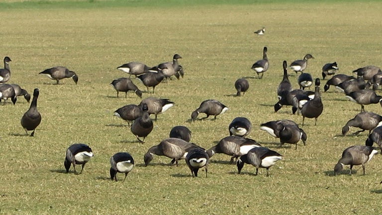 Brent Geese at Keyhaven - no longer rare and extremely shy.
