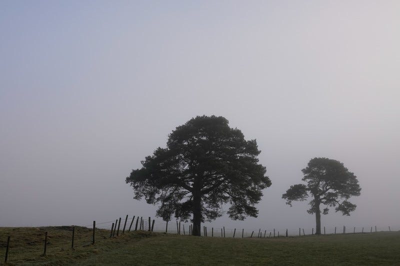 Two Scots pine stand isolated by freezing fog along the fence line